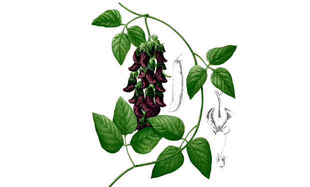 Mucuna Pruriens – 2 Wielkie Korzyści I Pakt Z Diabłem?